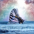 /album/galeria-ii/motyl-1-jpg1/