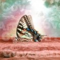 /album/galeria-ii/motyl-1-c-jpg1/