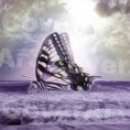/album/galeria-ii/motyl-1-f-jpg1/